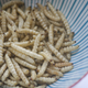 Fried bamboo caterpillar, a Northern Thai snack and just one of many popular insect dishes.